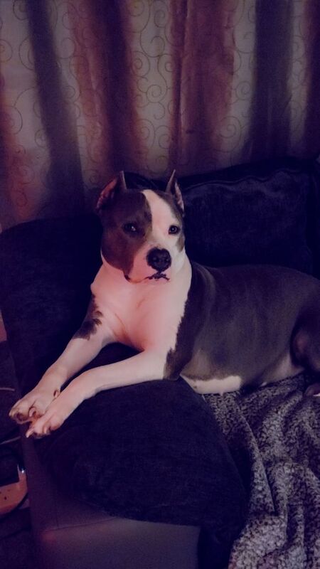 Standard American bully for sale in South Side, City of Edinburgh