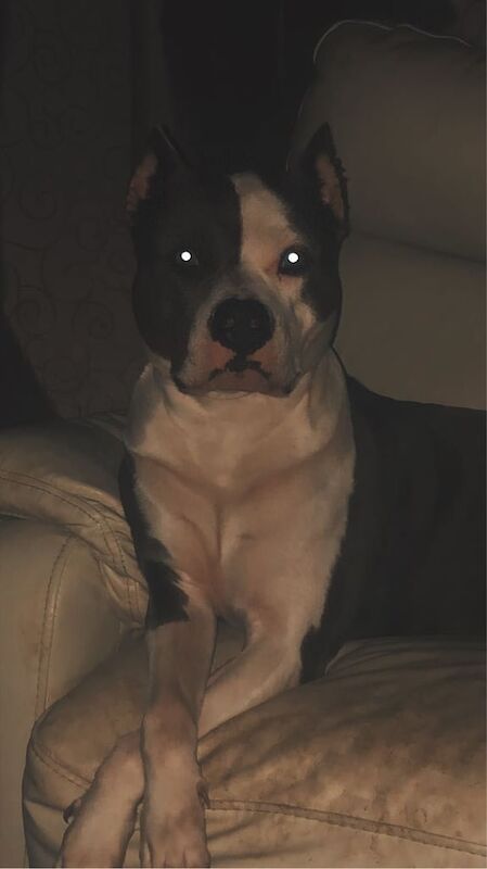 Standard American bully for sale in South Side, City of Edinburgh - Image 3