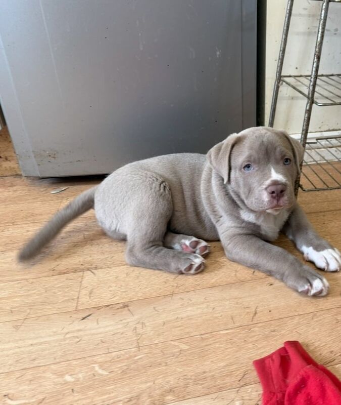 Standard American Bully for sale in Didcot, Oxfordshire