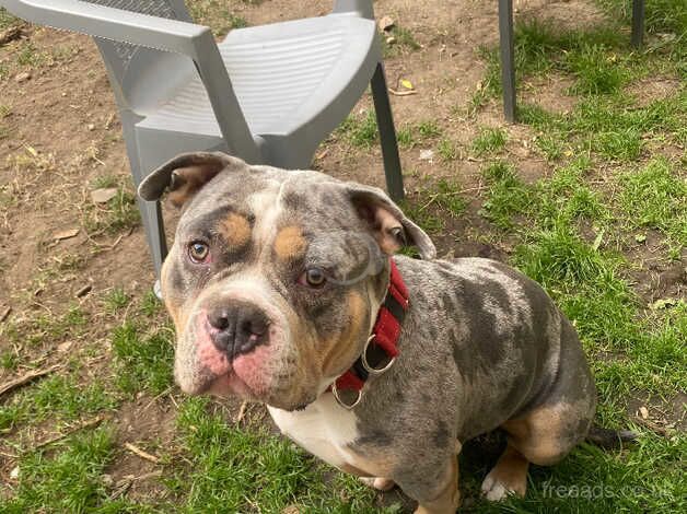 Standard American Bully (blue merl) for sale in Manchester, Greater Manchester