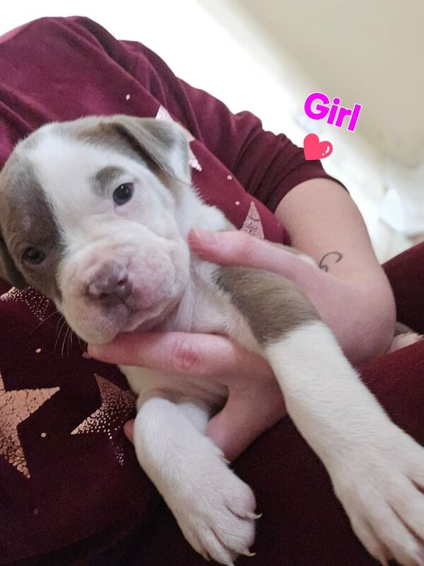 Standard American bully Pupp's/Puppies for sale in Walsall, West Midlands