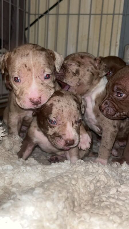 Standard American bully pups for sale in Manchester, Greater Manchester