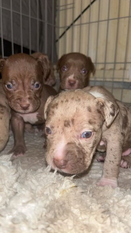 Standard American bully pups for sale in Manchester, Greater Manchester - Image 2