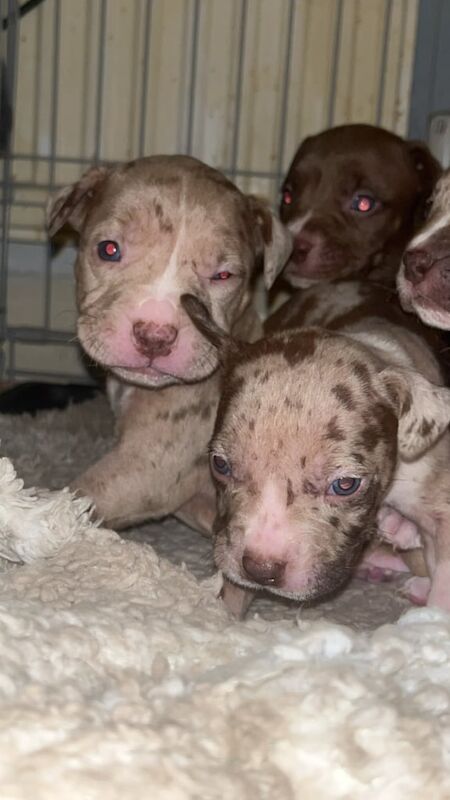 Standard American bully pups for sale in Manchester, Greater Manchester - Image 3