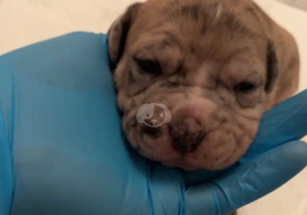 American Bully Puppies for sale in Inverclyde