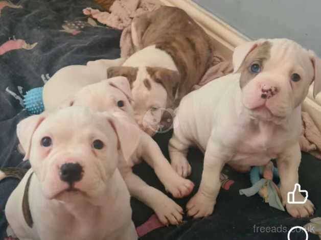 Stunning American bulldog puppies for sale in Middlesbrough, North Yorkshire