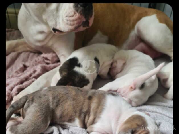 American Bulldogs for sale in Middlesbrough, North Yorkshire