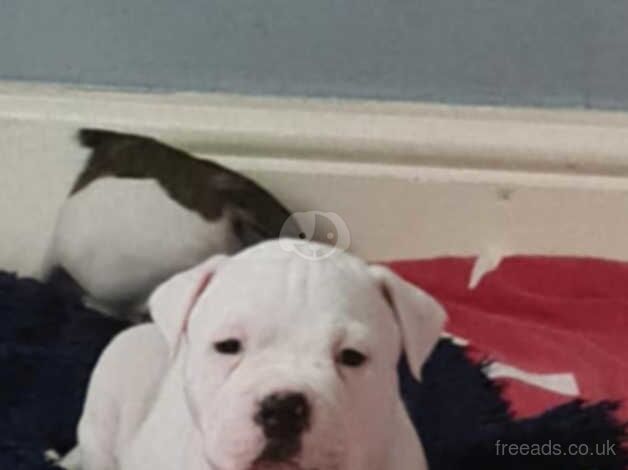 American Bully Puppies for sale