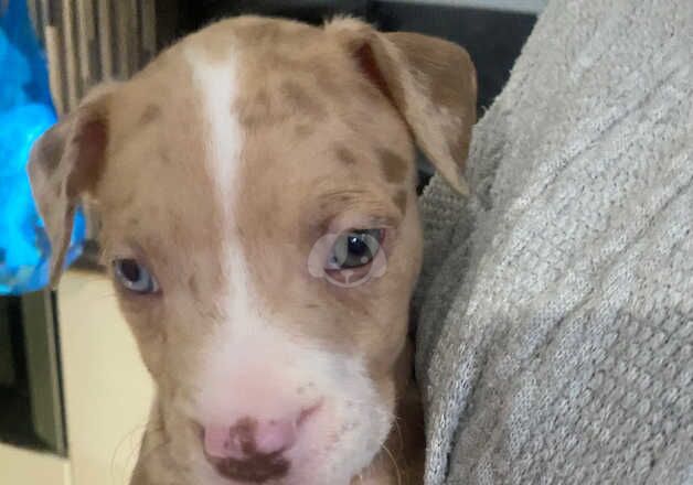 Stunning litter of American Bulldog x Staffy for sale in Manchester, Greater Manchester - Image 2