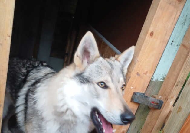 Wolf dog for sale in Manchester, Greater Manchester