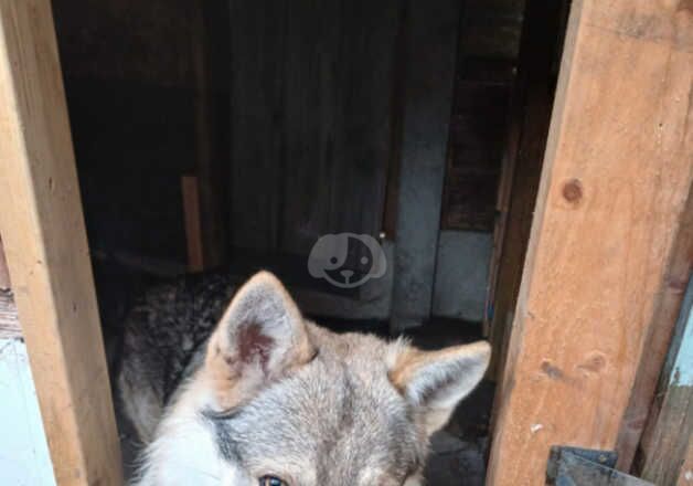 Wolf dog for sale in Manchester, Greater Manchester - Image 2