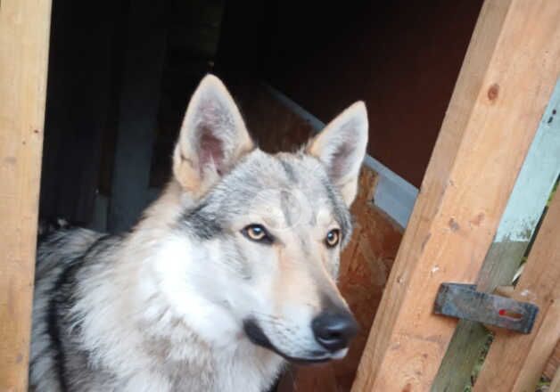 Wolf dog for sale in Manchester, Greater Manchester - Image 3