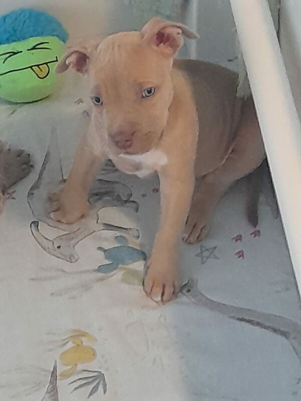 American bulldog for sale best sale near me