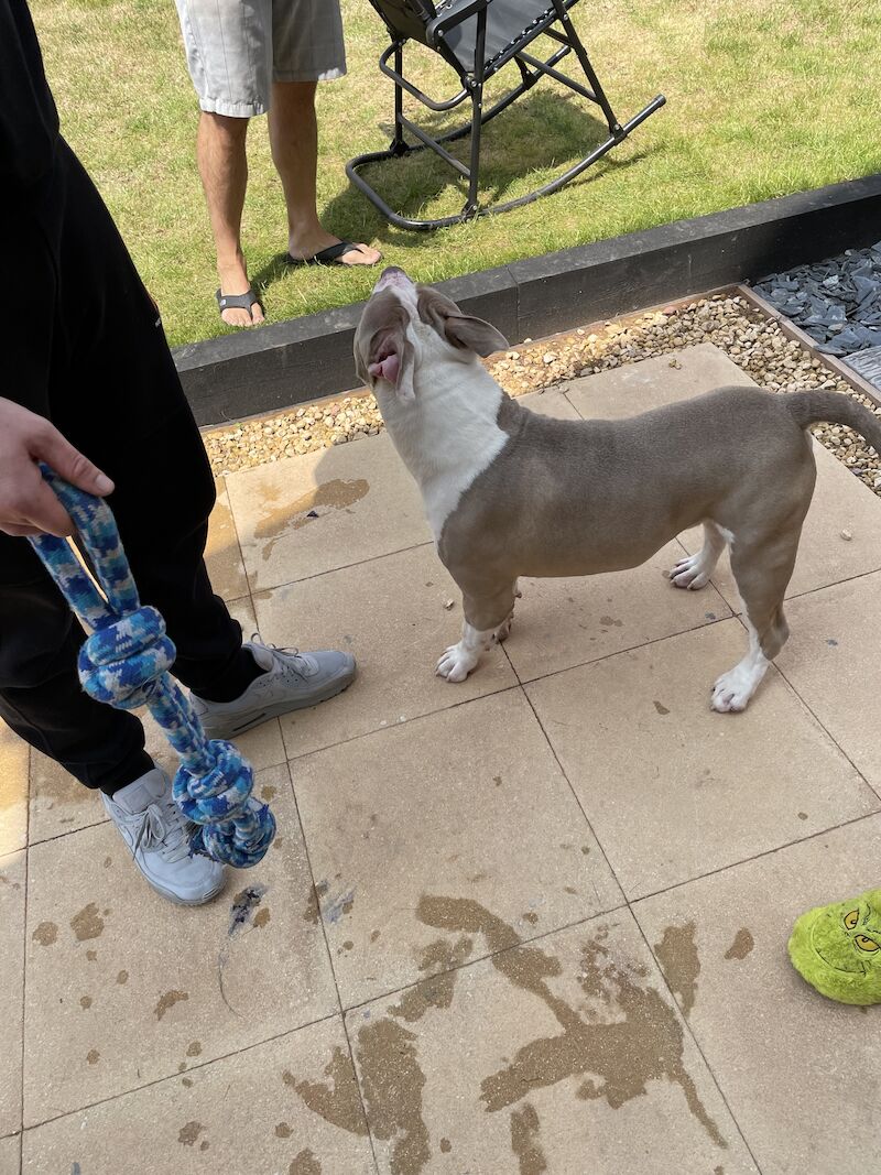 XL American Bulldog Male 15 months for sale in Dudley, West Midlands - Image 2