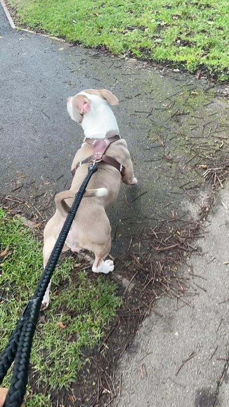 XL American Bulldog Male 15 months for sale in Dudley, West Midlands - Image 4