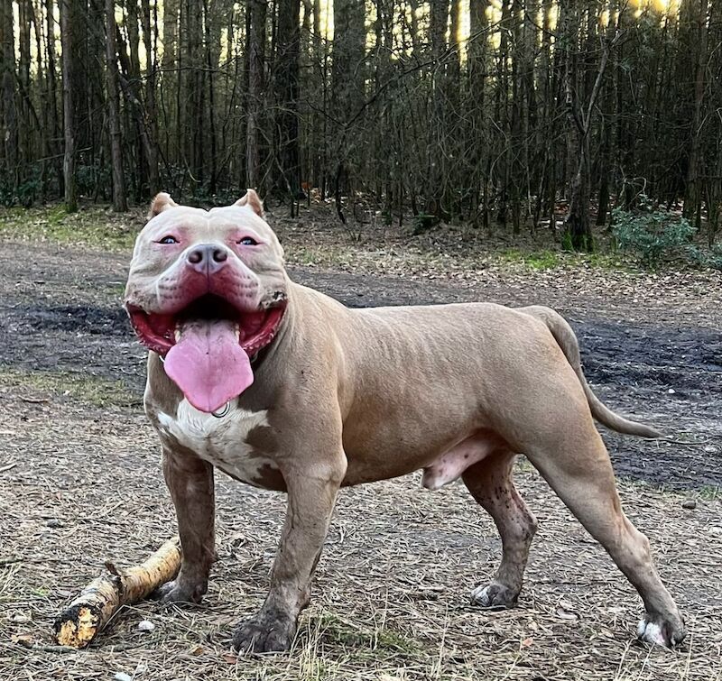 Xl American Bully for sale in Farnborough, Hampshire - Image 1