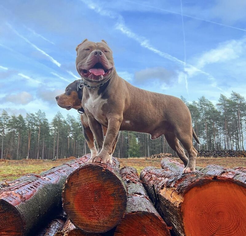 Xl American Bully for sale in Farnborough, Hampshire - Image 2