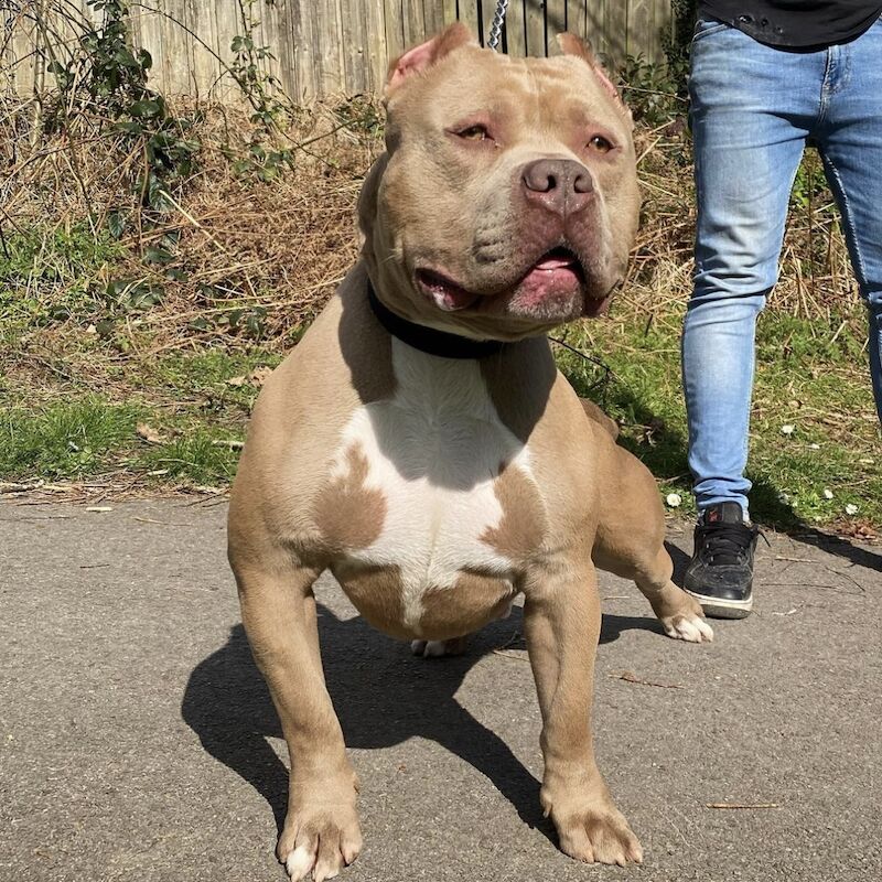 Xl American Bully for sale in Farnborough, Hampshire - Image 3