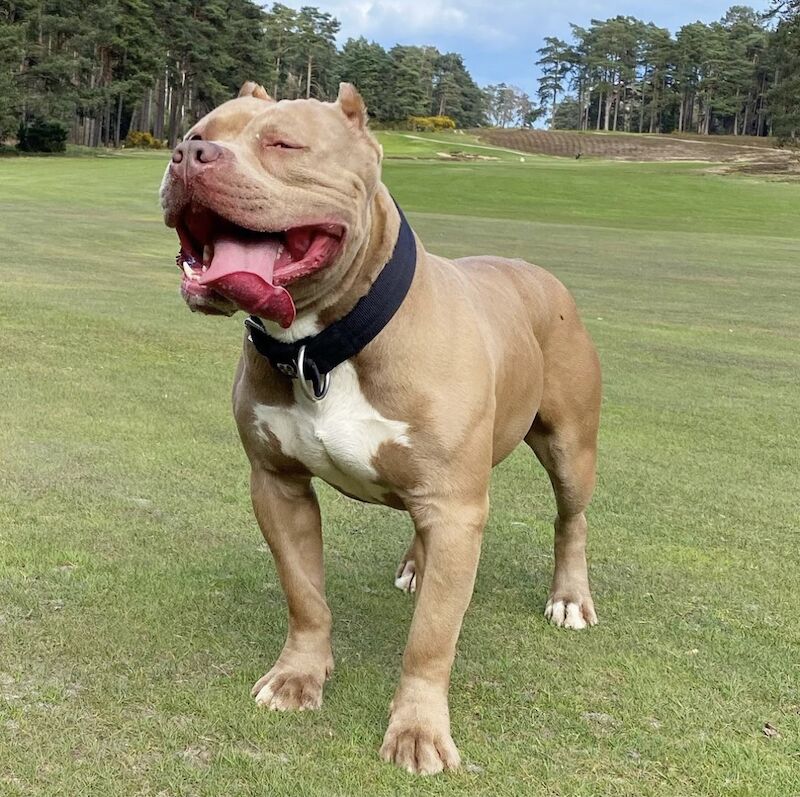 Xl American Bully for sale in Farnborough, Hampshire - Image 4