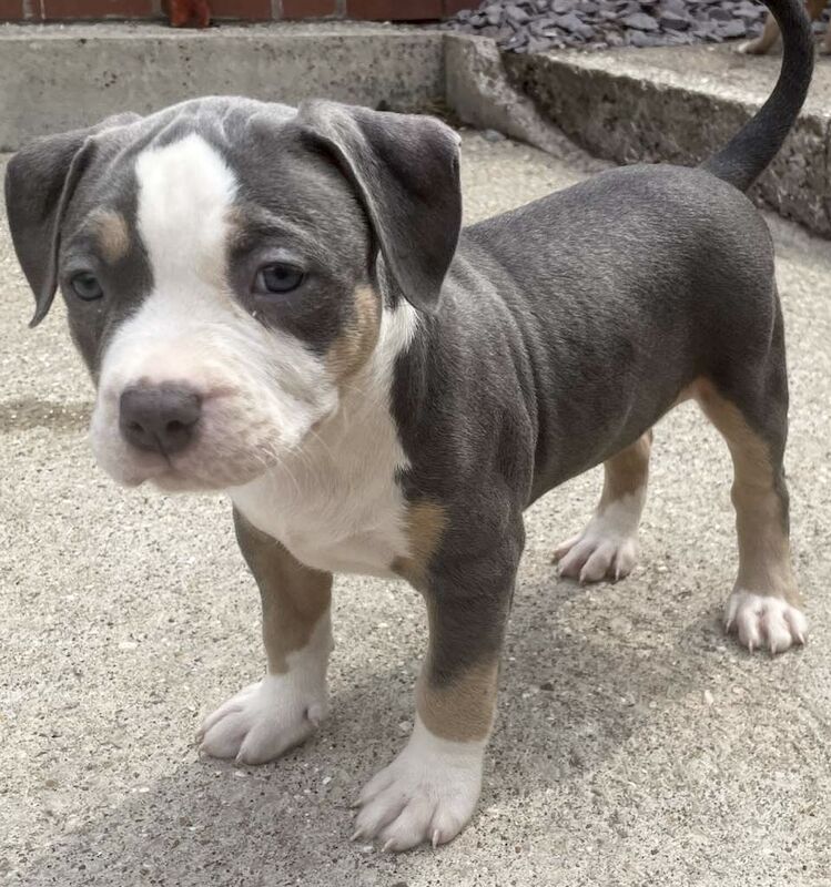 Bully store terrier puppies