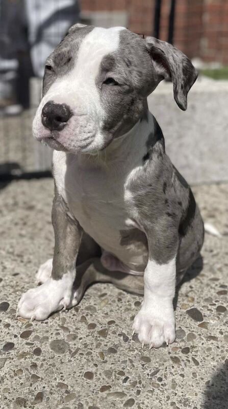 XL American Bully puppies for sale in West Yorkshire - Image 6