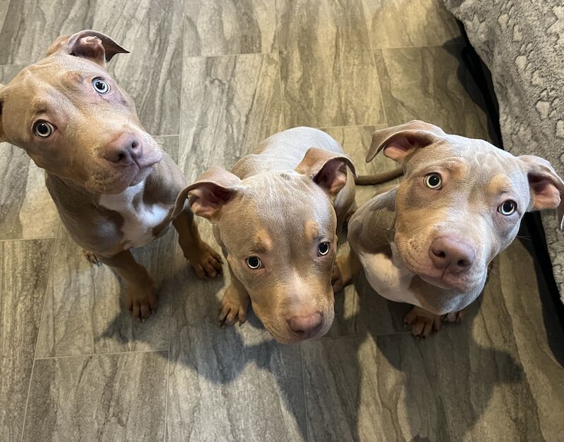 Lilac tri pitbull puppies hotsell for sale