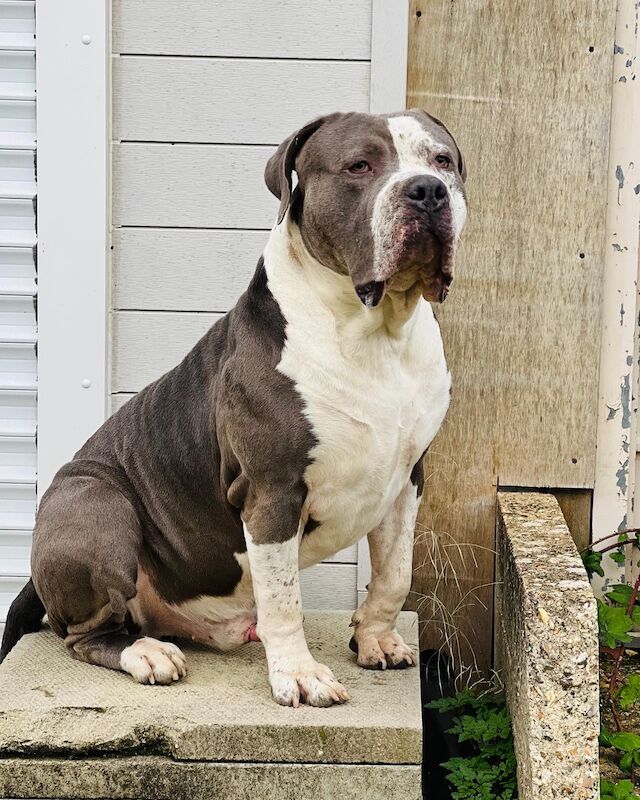 Xl bully for sale in Morden, Merton, Greater London - Image 2