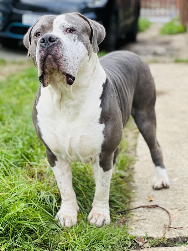 Xl bully for sale in Morden, Merton, Greater London - Image 3