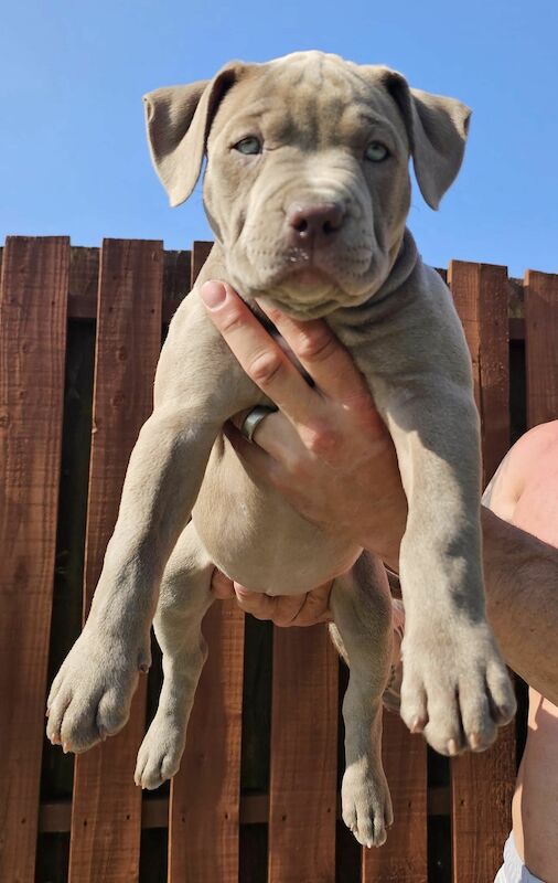 Grey sales xl bully