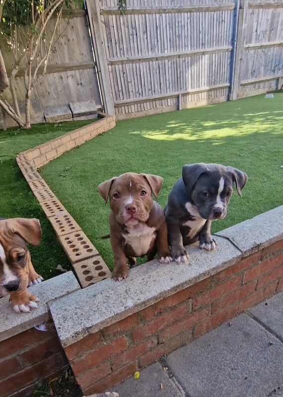 Here we have x3 beutifal pocket American bully's available for sale in Eastbourne, East Sussex - Image 1