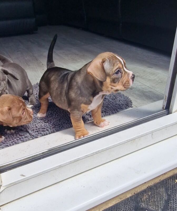 Here we have x3 beutifal pocket American bully's available for sale in Eastbourne, East Sussex - Image 2