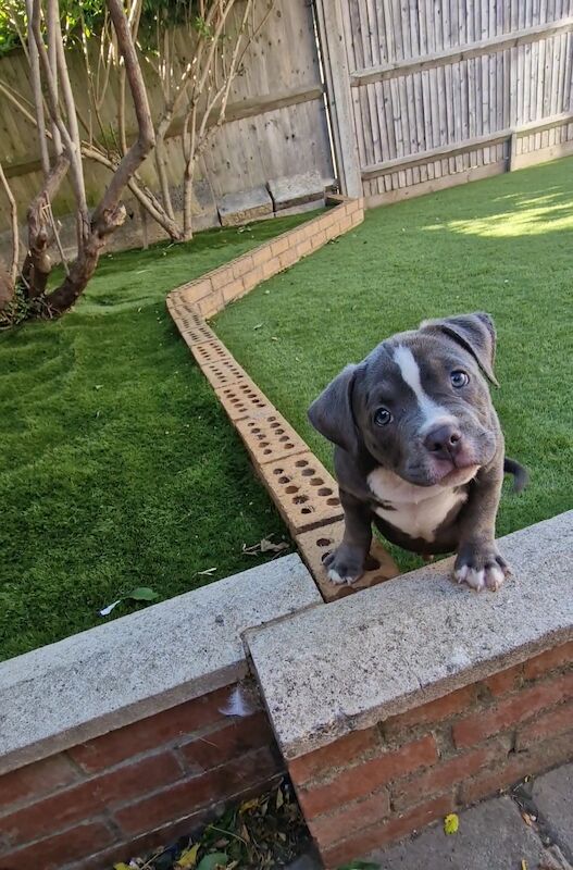 Here we have x3 beutifal pocket American bully's available for sale in Eastbourne, East Sussex - Image 3