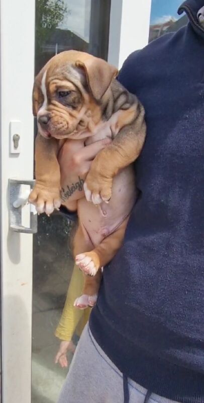 Here we have x3 beutifal pocket American bully's available for sale in Eastbourne, East Sussex - Image 4