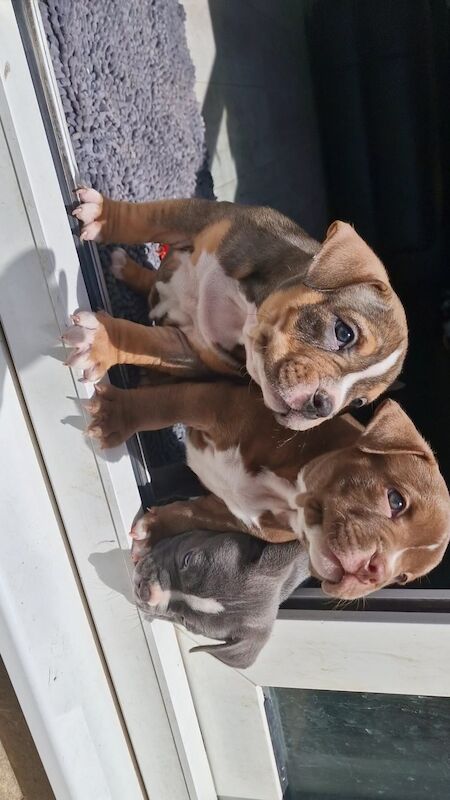 Here we have x3 beutifal pocket American bully's available for sale in Eastbourne, East Sussex - Image 6