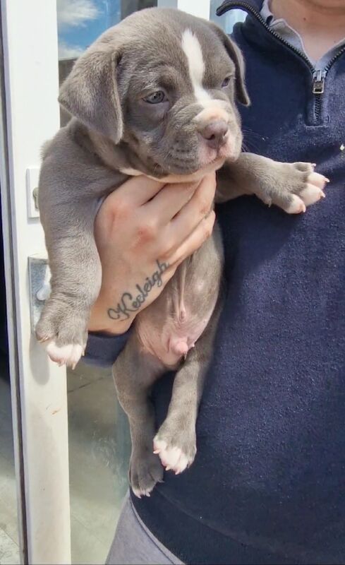 Here we have x3 beutifal pocket American bully's available for sale in Eastbourne, East Sussex - Image 7