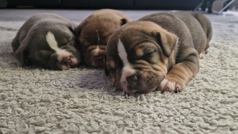 Here we have x3 beutifal pocket American bully's available for sale in Eastbourne, East Sussex - Image 8