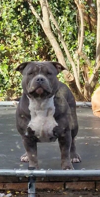 Here we have x3 beutifal pocket American bully's available for sale in Eastbourne, East Sussex - Image 10