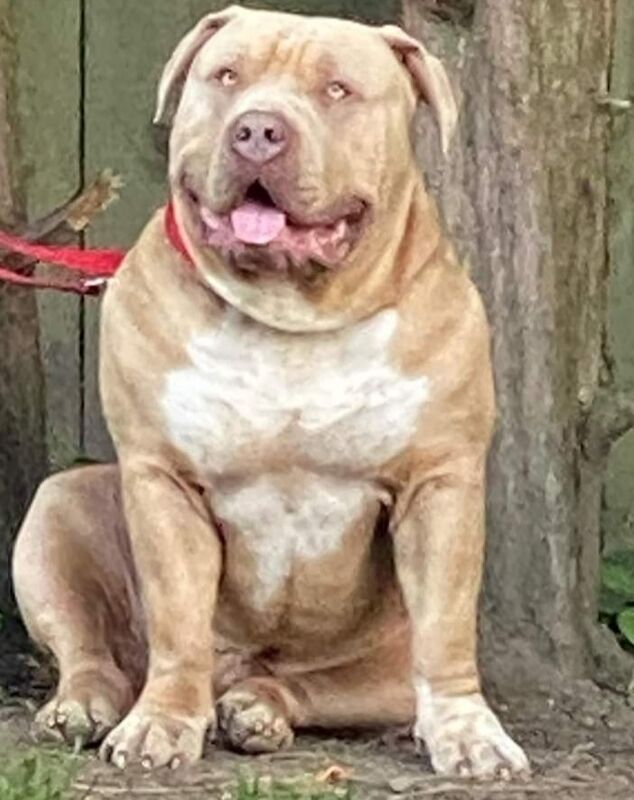 Andrew Briton - American Bully breeder