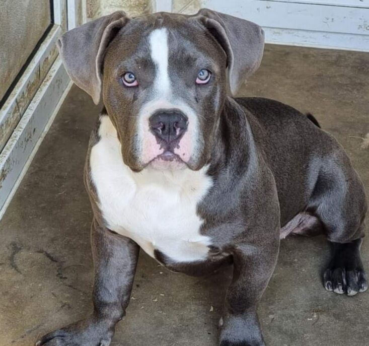 American Bully breeders