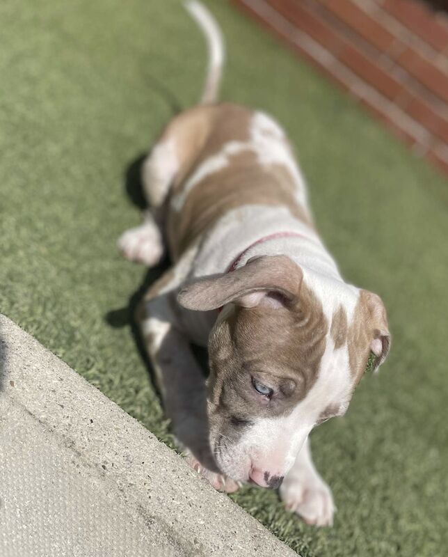 Robbie - American Bully breeder